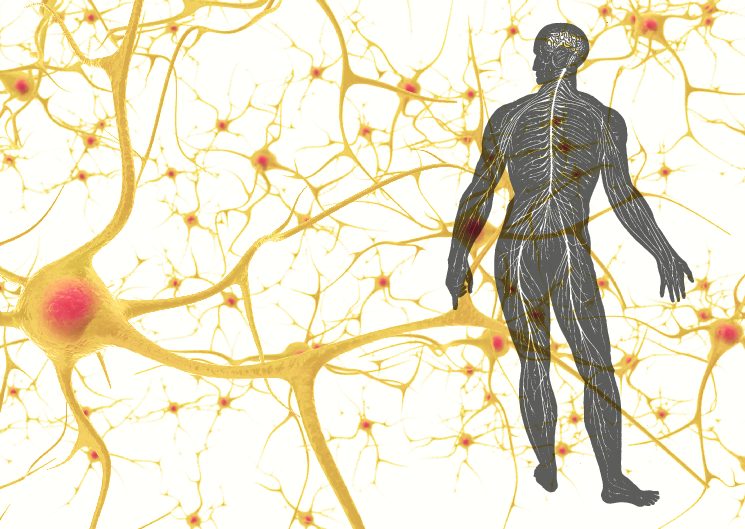 Your Gut is Your Second Brain