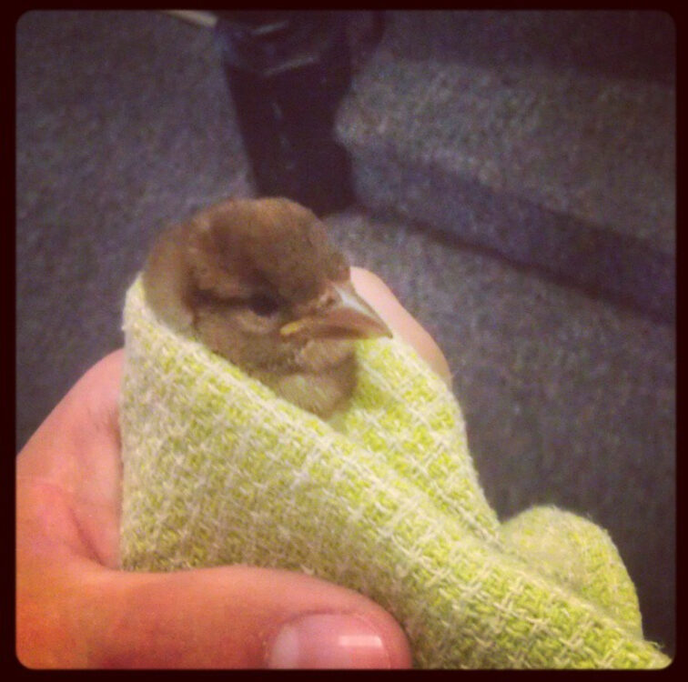 Grief: When Your Loved One Becomes a Goose